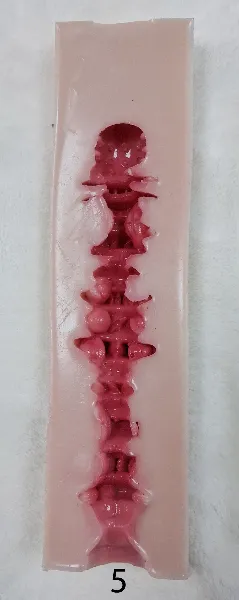 #5(16cm)